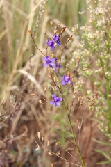 Delphinium consolida