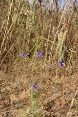 Delphinium consolida
