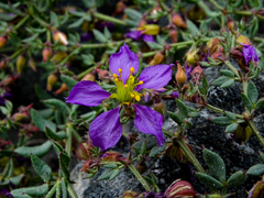 Fagonia chilensis