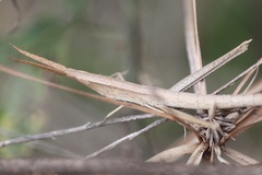 Achurum carinatum