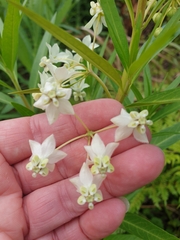 Gomphocarpus fruticosus