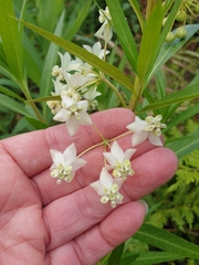 Gomphocarpus fruticosus