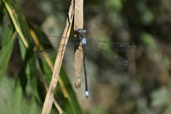 Archilestes