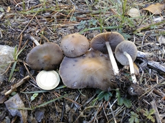 Psathyrella spadiceogrisea