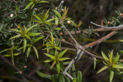 Leptospermum continentale