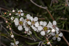 Leptospermum continentale