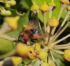 Phasia aurigera