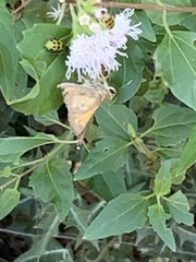 Atalopedes campestris