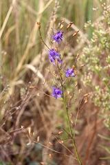 Delphinium consolida