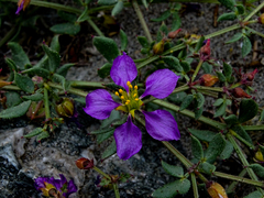Fagonia chilensis