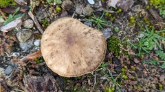 Melanoleuca cinereifolia