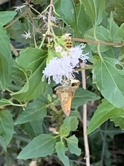 Atalopedes campestris