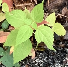 Ageratina