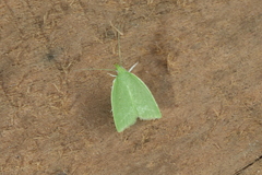 Phytomimia chlorophylla