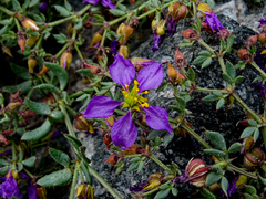 Fagonia chilensis