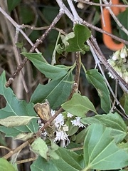 Atalopedes campestris