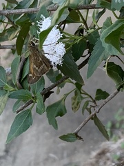 Atalopedes campestris