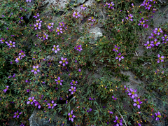 Fagonia chilensis