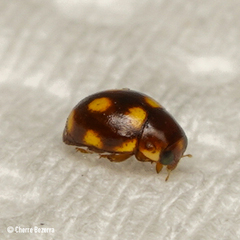 Brachiacantha