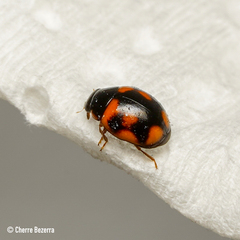 Hyperaspis scutifera