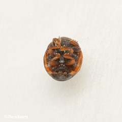 Hyperaspis scutifera