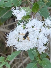 Hoplitimyia mutabilis