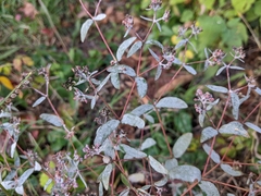 Euphorbia nutans