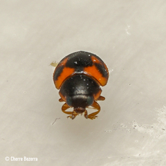 Hyperaspis scutifera