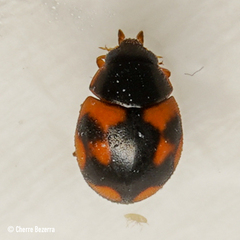 Hyperaspis scutifera