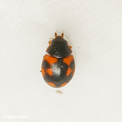 Hyperaspis scutifera