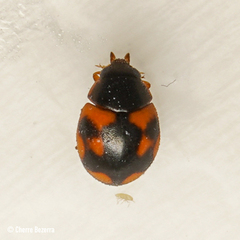 Hyperaspis scutifera