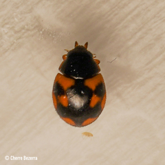 Hyperaspis scutifera