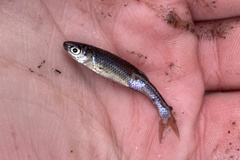 Cyprinella spiloptera