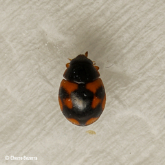 Hyperaspis scutifera