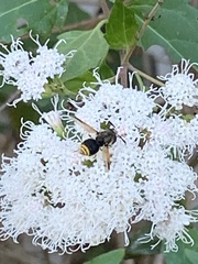 Hoplitimyia mutabilis