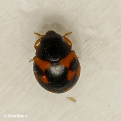 Hyperaspis scutifera