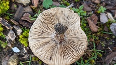 Melanoleuca cinereifolia