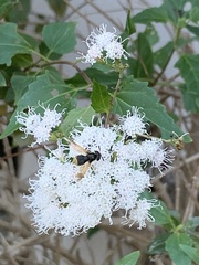 Hoplitimyia mutabilis