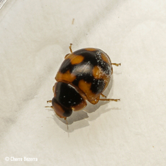 Hyperaspis scutifera