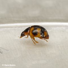 Hyperaspis scutifera