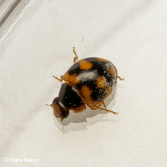 Hyperaspis scutifera