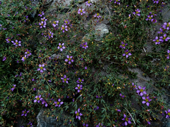 Fagonia chilensis