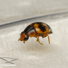 Hyperaspis scutifera