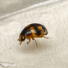 Hyperaspis scutifera