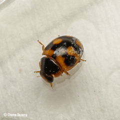 Hyperaspis scutifera