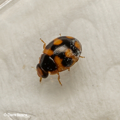 Hyperaspis scutifera