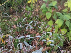 Euphorbia nutans