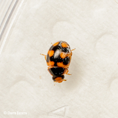 Hyperaspis scutifera