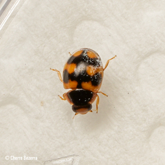 Hyperaspis scutifera