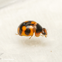 Hyperaspis scutifera